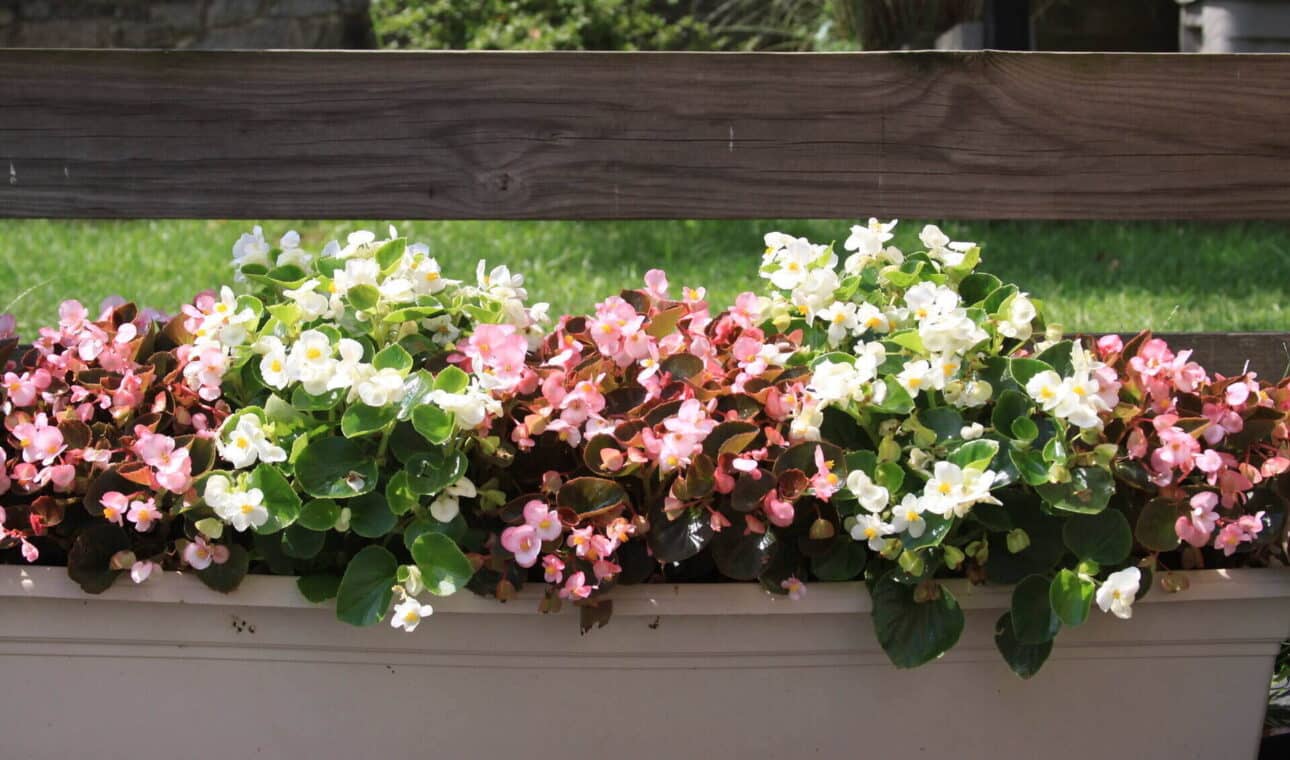 45 Amazing Begonia Types (With Pictures + Care Guide)