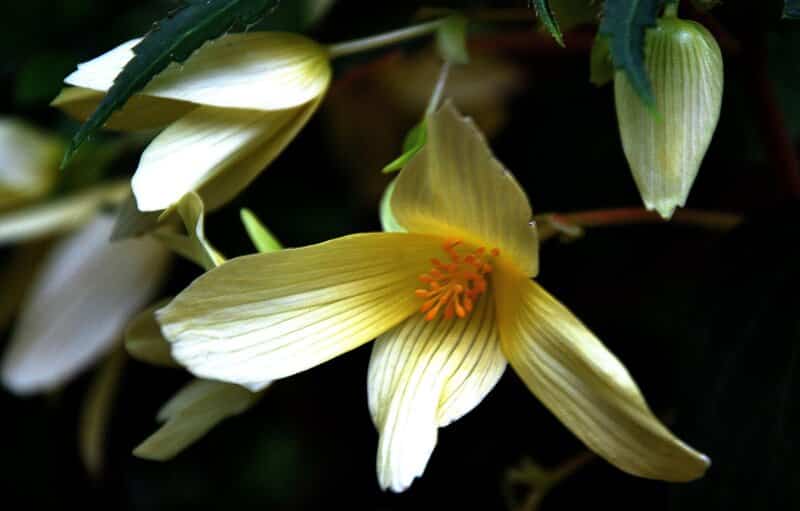 Begonia boliviensis white flowers