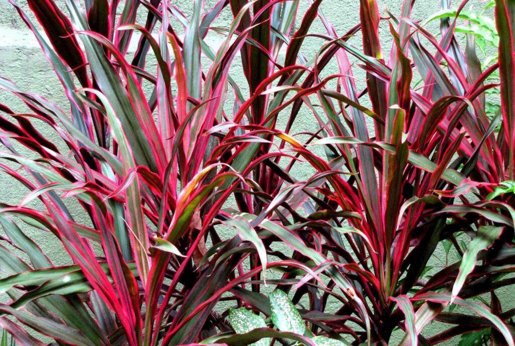 Dracaena types