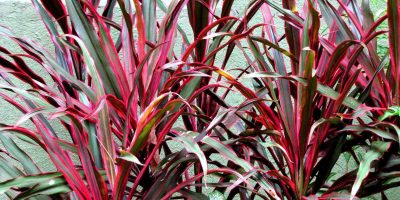 Dracaena types