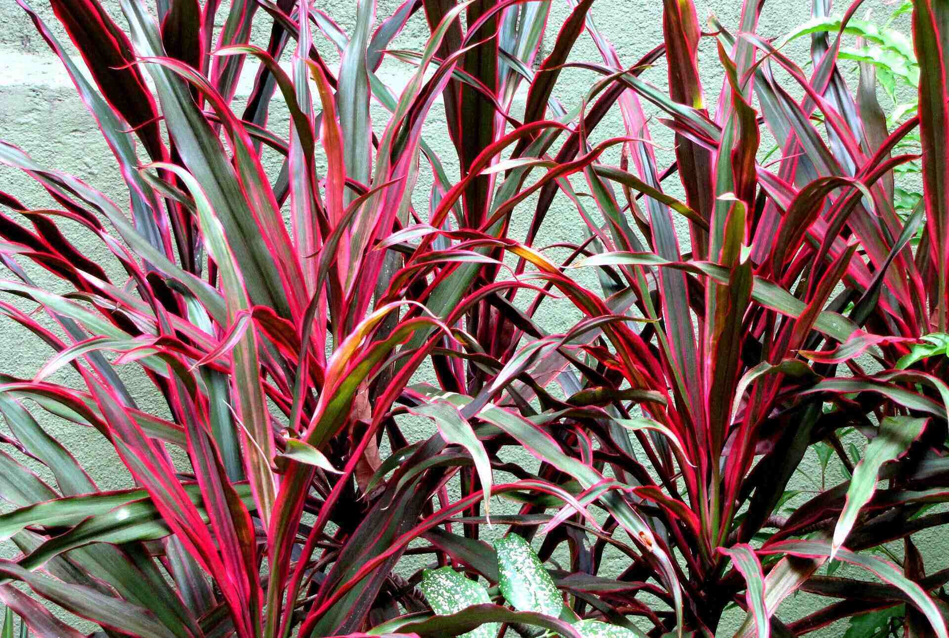 23 Dracaena Types that Will Steal Your Heart