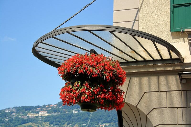 Begonia boliviensis in a hanging basket
