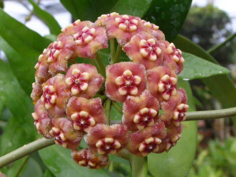 Hoya meliflua flowers