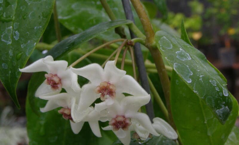 Hoya paziae flowers