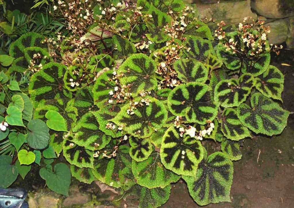 Begonia masoniana