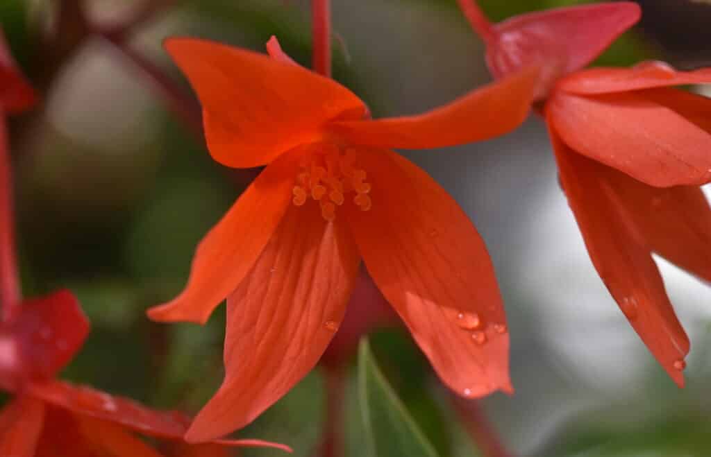 Begonia boliviensis