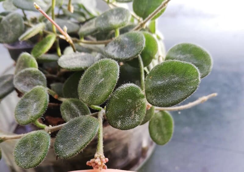 hoya serpens propagation