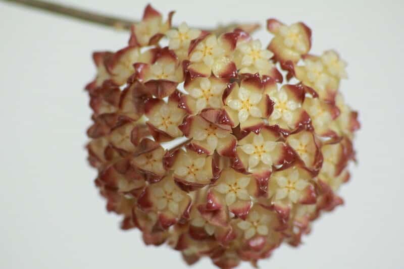 Hoya finlaysonii flowers