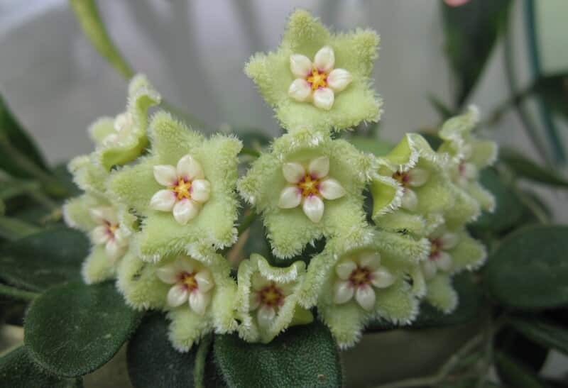 Hoya serpens flowers