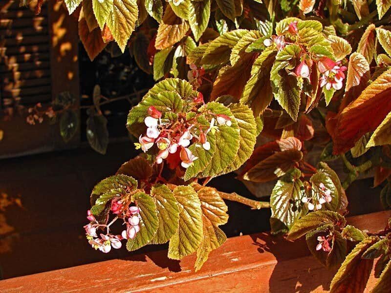 Repot Begonia brevirimosa in spring