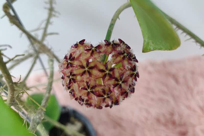 Light Requirements for Hoya Mindorensis Care