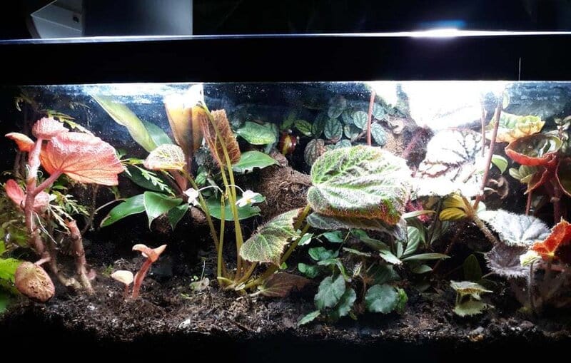 Keep Iron Cross Begonia in terrarium