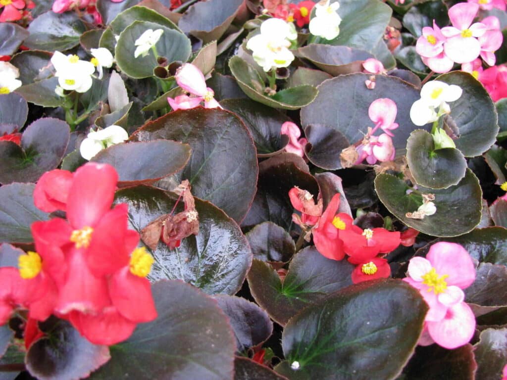 Begonia Semperflorens