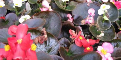 Begonia Semperflorens