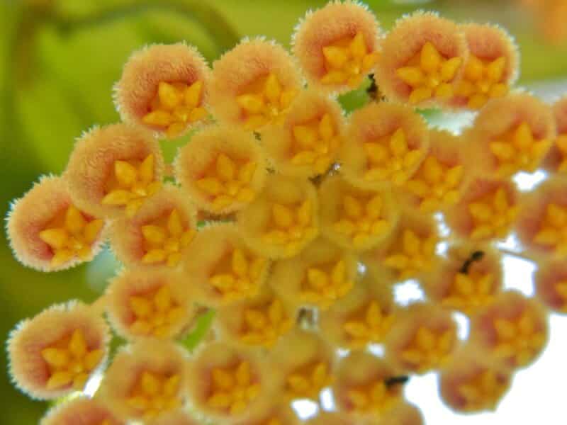 Hoya obscura flowers 