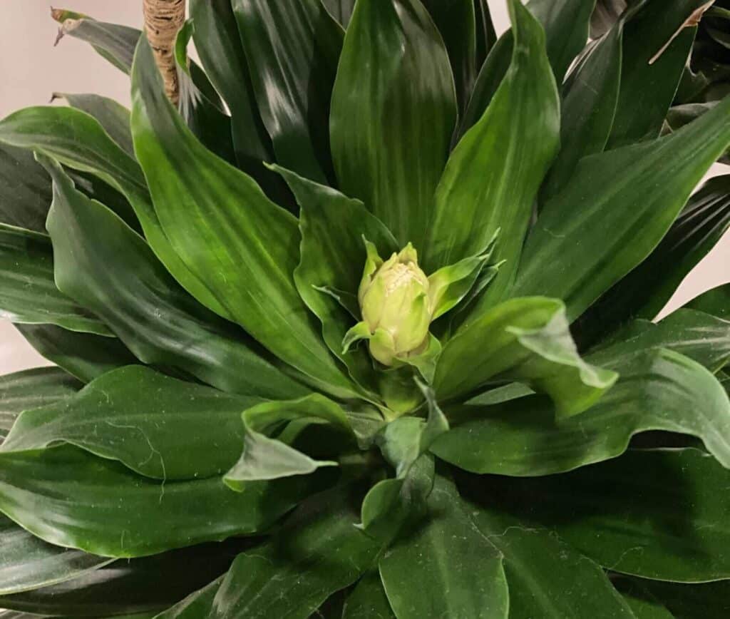 Dracaena “Janet Craig“ Care