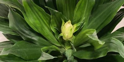 Dracaena “Janet Craig“ Care