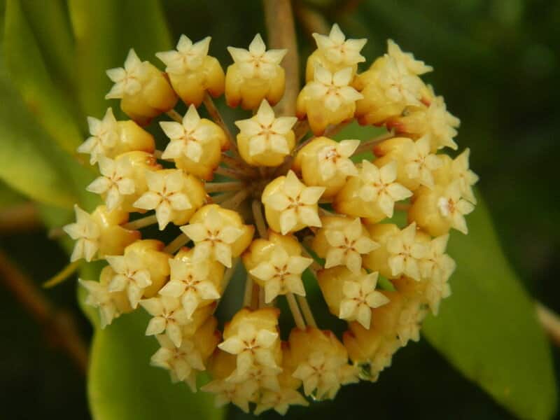 Hoya incrassata flowers