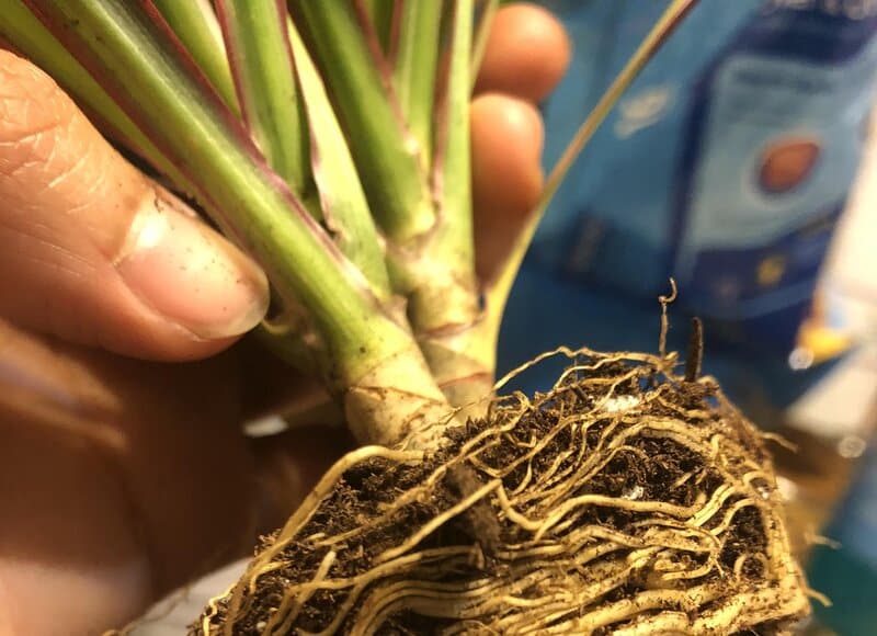 dracaena draco Pests and Other Issues