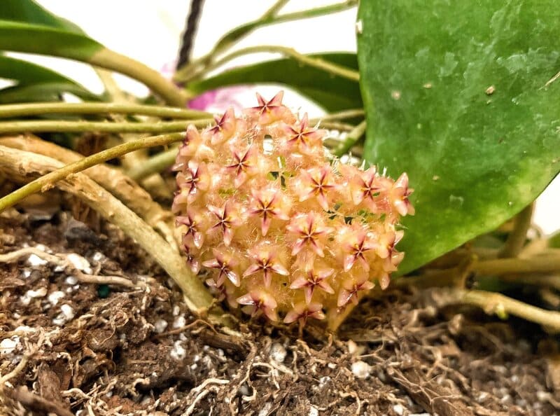 Common Problems and Solutions of hoya mindorensis