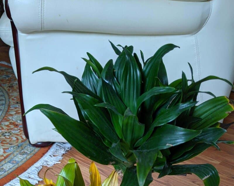 Dracaena Janet Craig Humidity Requirements