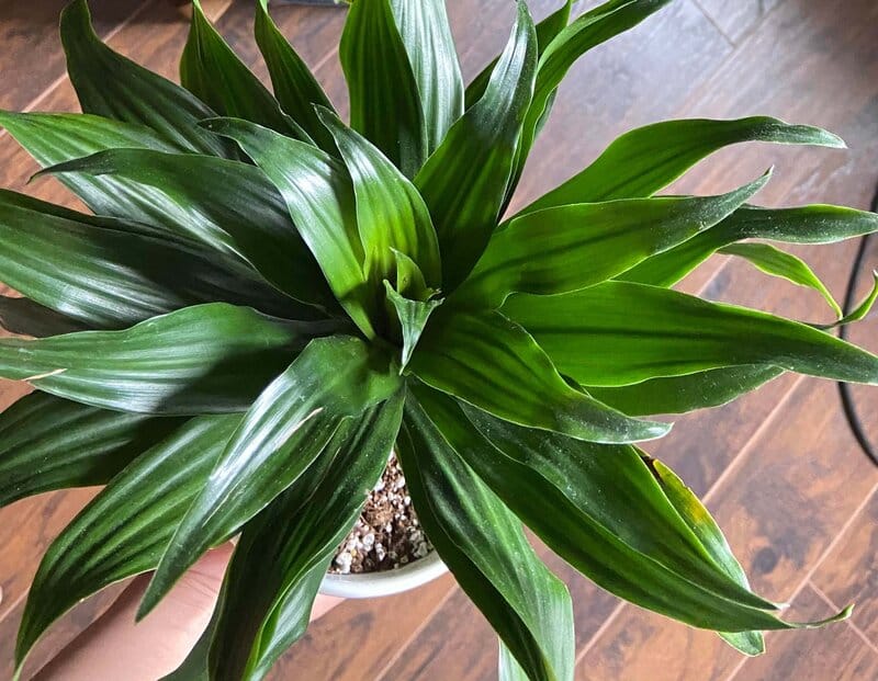 Dracaena “Janet Craig“ Care