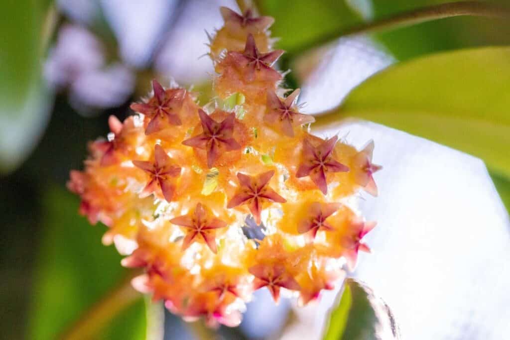 Hoya Mindorensis Care