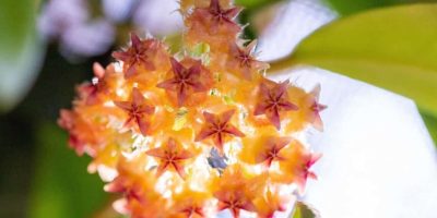 Hoya Mindorensis Care