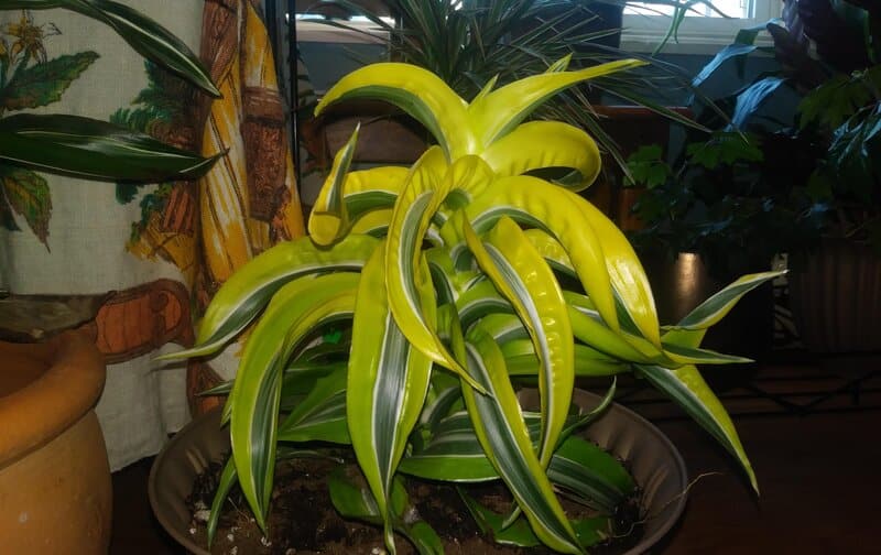  Dracaena deremensis “Lemon Surprise“ 