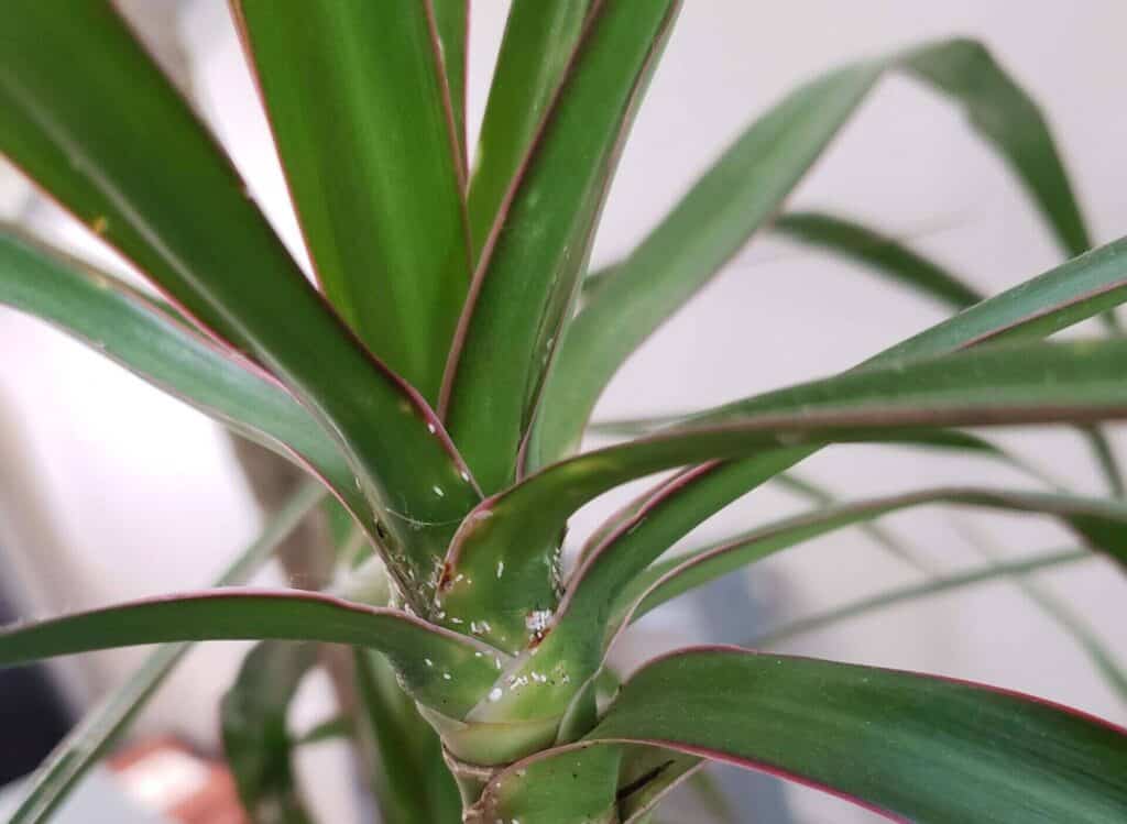 Dracaena Draco