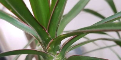 Dracaena Draco