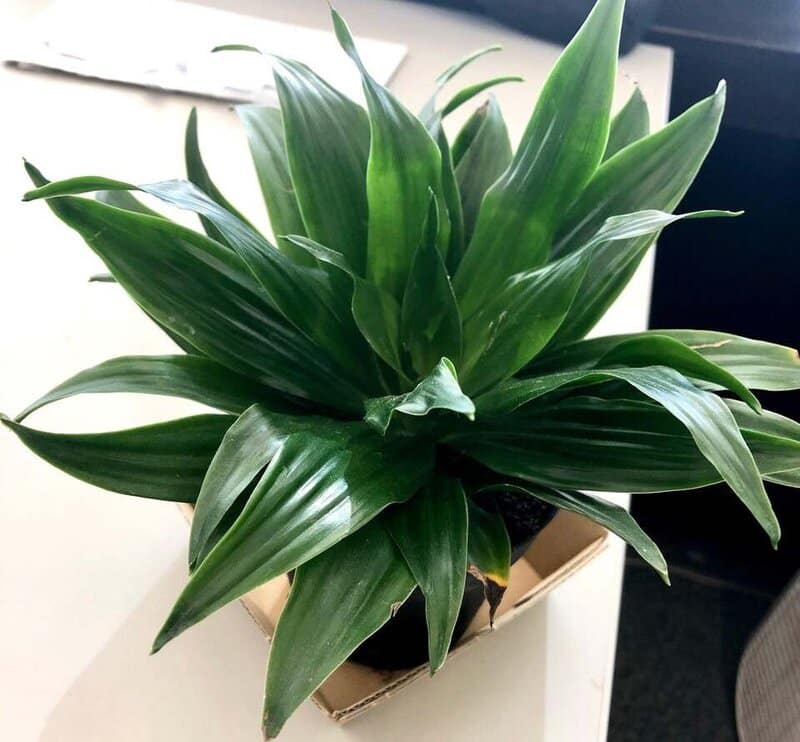 Dracaena Janet Craig