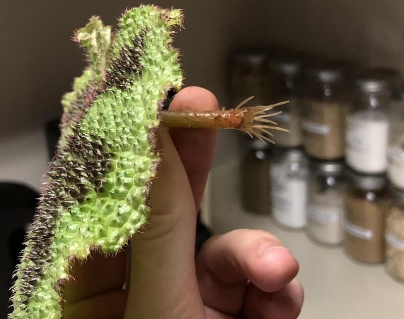 Begonia masoniana propagation