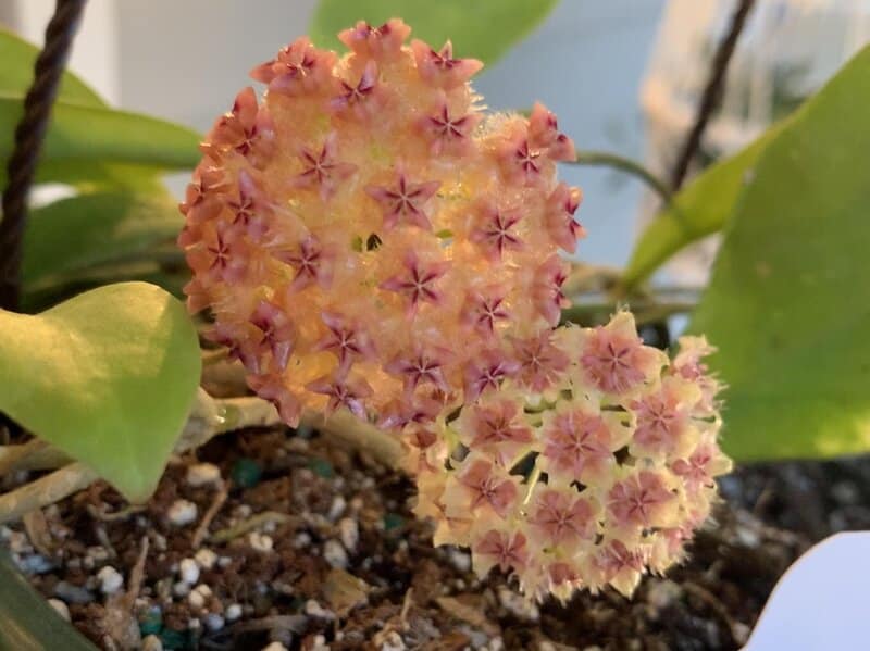 Hoya Mindorensis Propagation