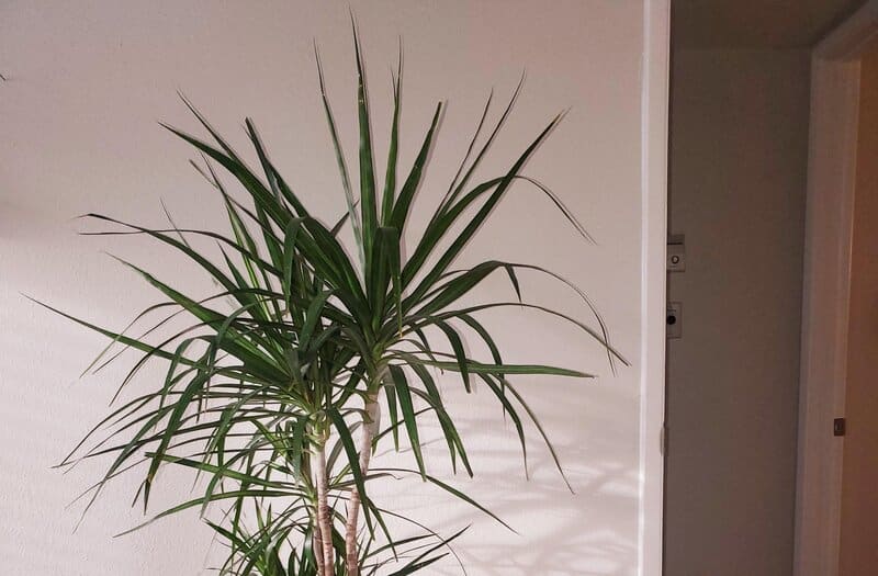 Dracaena Draco General Information