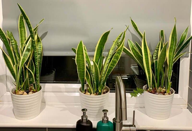 Dracaena trifasciata Snake Plant ex Sanseveria 