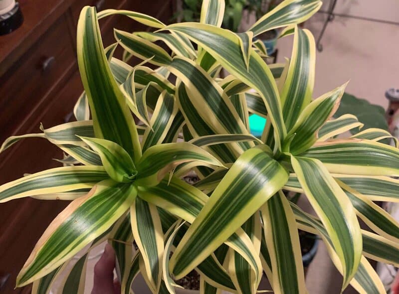 Dracaena reflexa Song of India