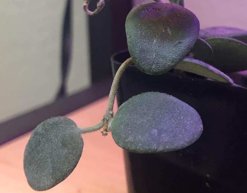 looks of hoya serpens