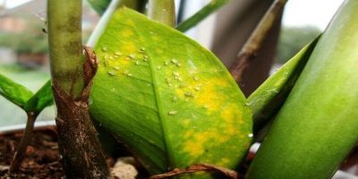 zz plant turning brown