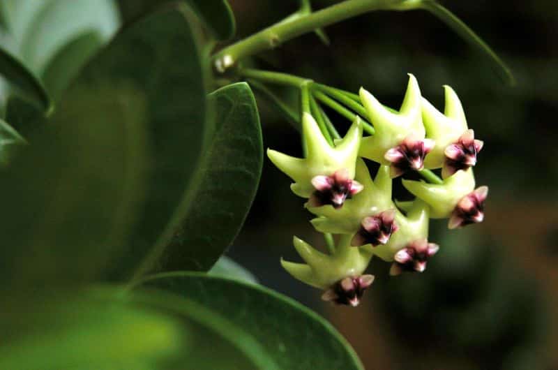 Hoya cumingiana flowers