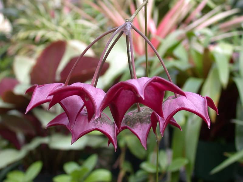 Hoya MacGillivrayi prefers higher humidity levels