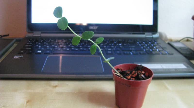 Propagate Hoya cumingiana using stem cuttings