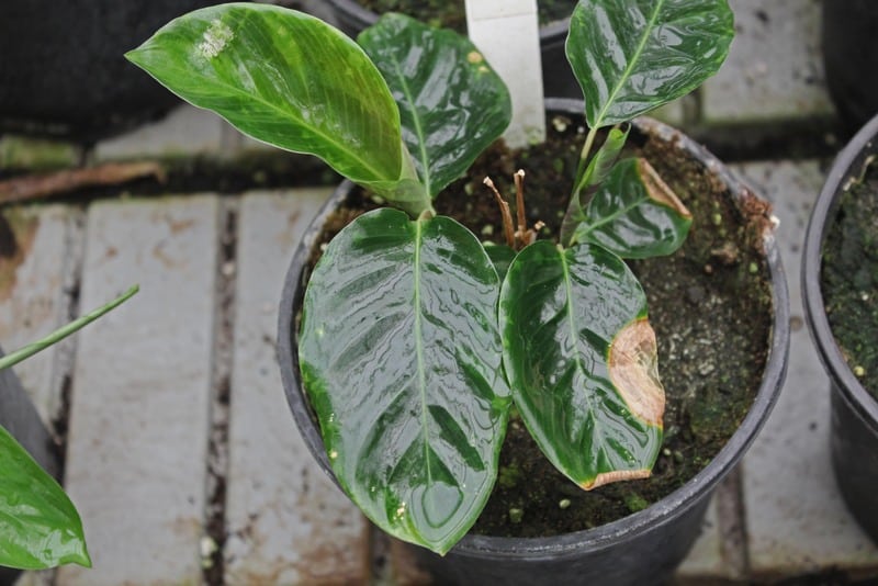 Repot Calathea Louisae every spring