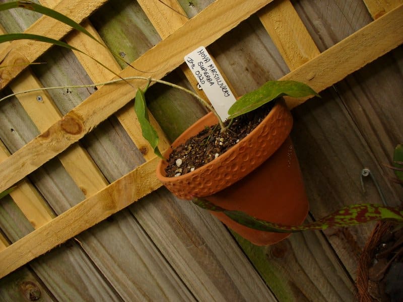 Hoya MacGillivrayi needs well-draining soil