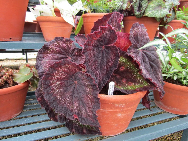 Repot Begonia rex only when the plant is root-bound