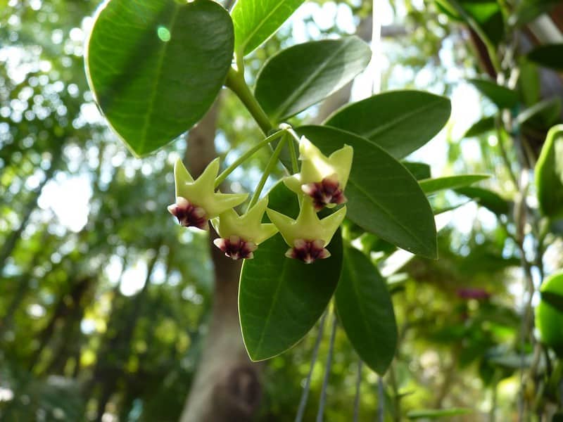 Hoya Cumingiana needs indirect light