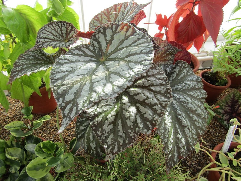 Don't expose Begonia rex to direct sunlight