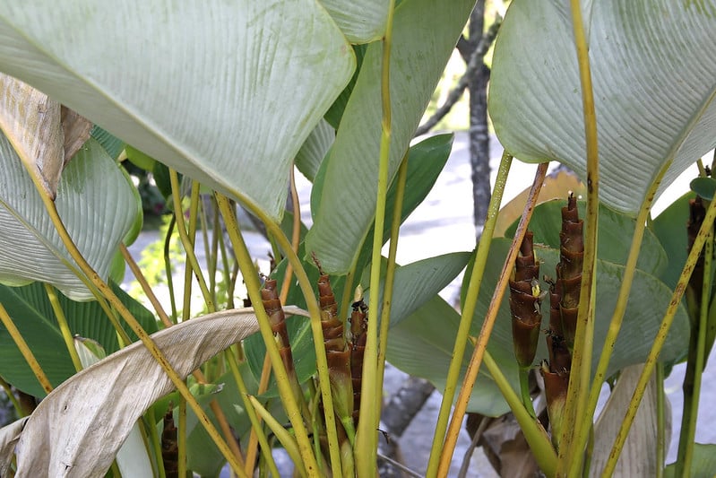 Don't repot Calathea Lutea too often