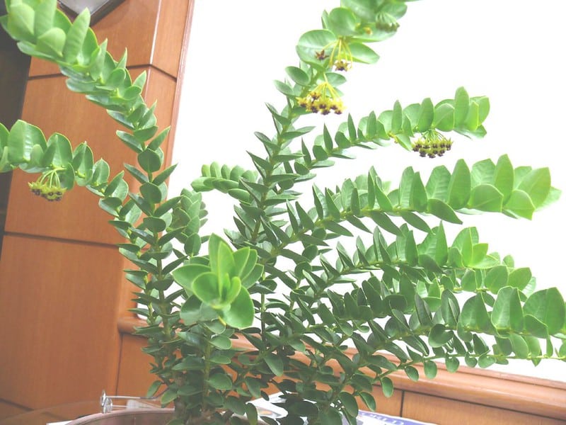 Don't overwater Hoya Cumingiana