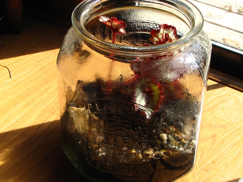 Begonia rex prefers high humidity